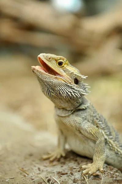 Lagarto dragón barbudo — Foto de Stock