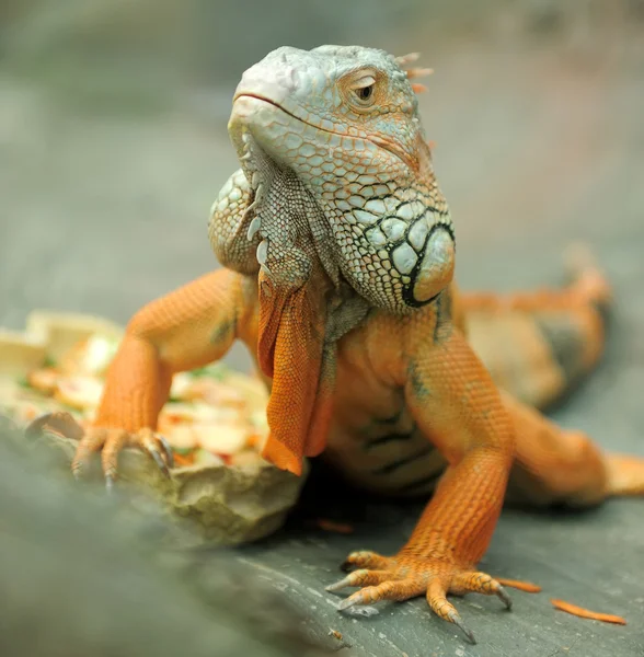 Iguana — Fotografia de Stock