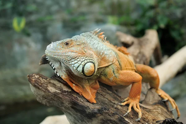 Iguana크리스마스 라이트 벡터 배경 — Foto de Stock