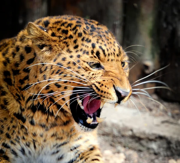 Leopardo — Fotografia de Stock