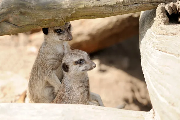 Meerkat. — Foto de Stock