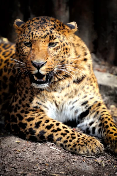 Leopard — Stockfoto