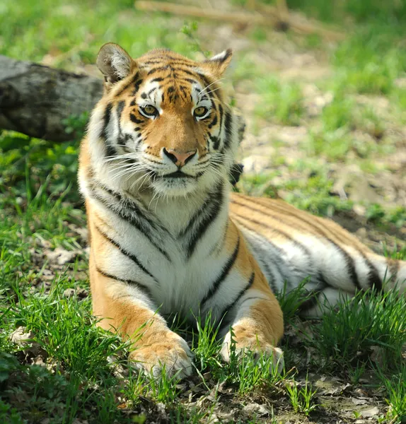 Tiger — Stockfoto