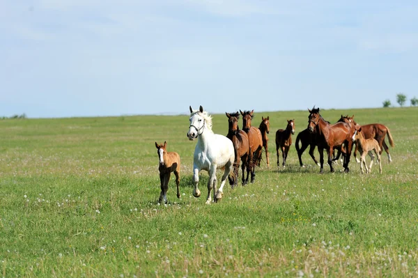 Horse — Stock Photo, Image