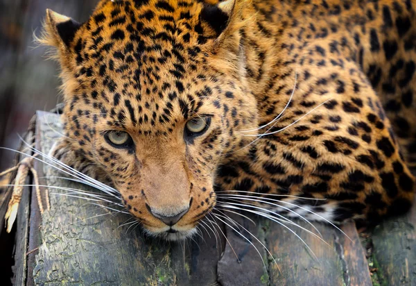 Leopardo — Foto de Stock