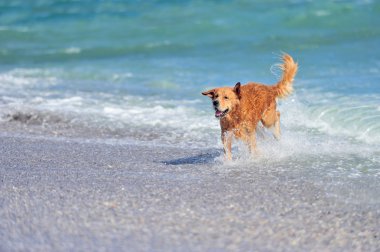 Genç golden retriever