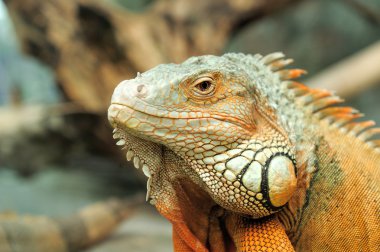 Iguana