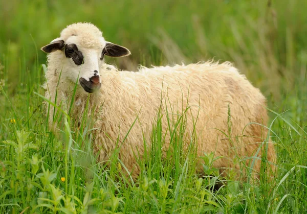 Vita får i gräs — Stockfoto
