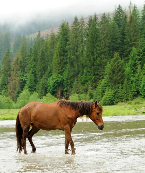 Un caballo en un río —  Fotos de Stock