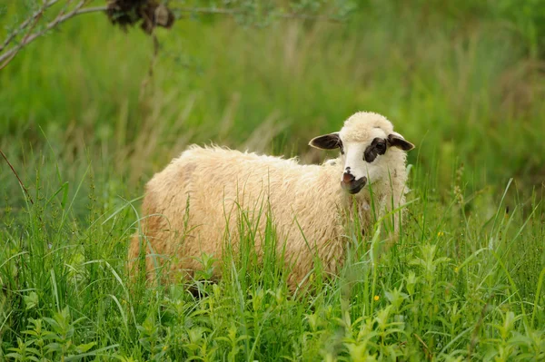 Vita får i gräs — Stockfoto
