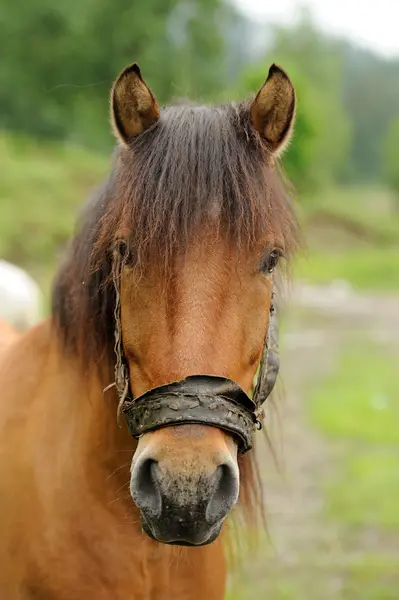 Caballo — Foto de Stock