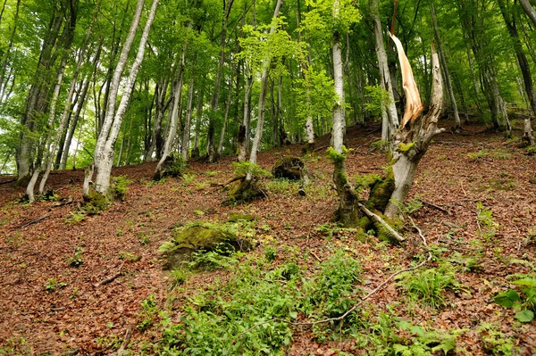 Carpathian forest — Zdjęcie stockowe