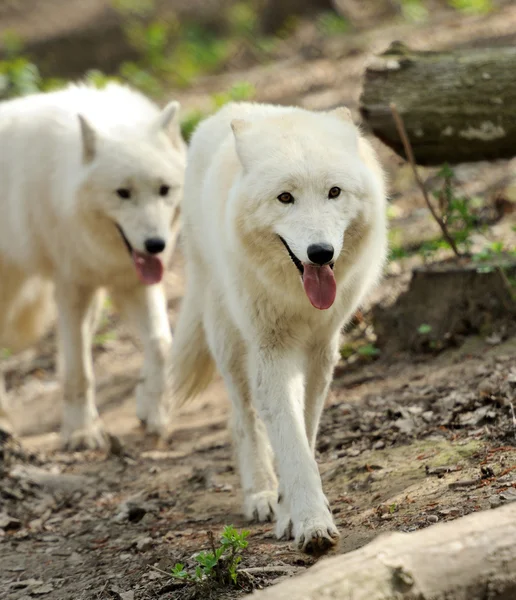 Vahşi Beyaz kurt — Stok fotoğraf