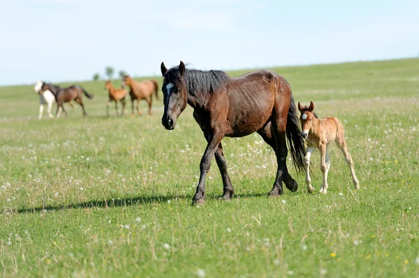 Horse — Stock Photo, Image