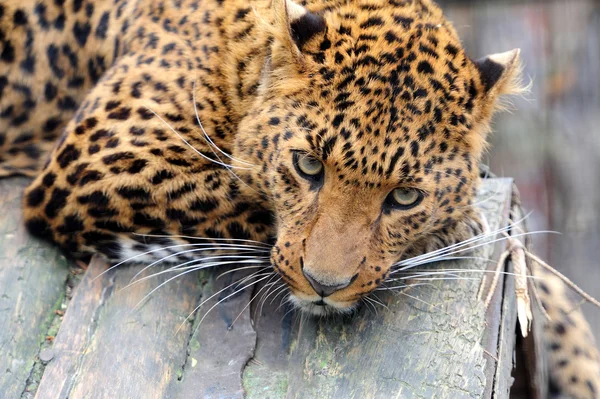 Leopardo — Foto de Stock