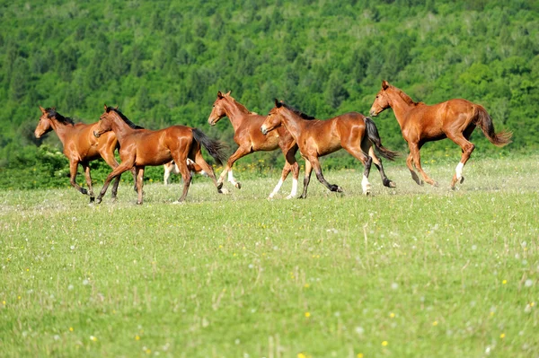 Häst — Stockfoto