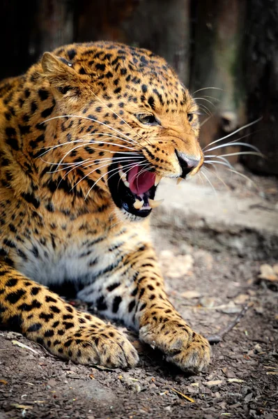 Leopardi — kuvapankkivalokuva