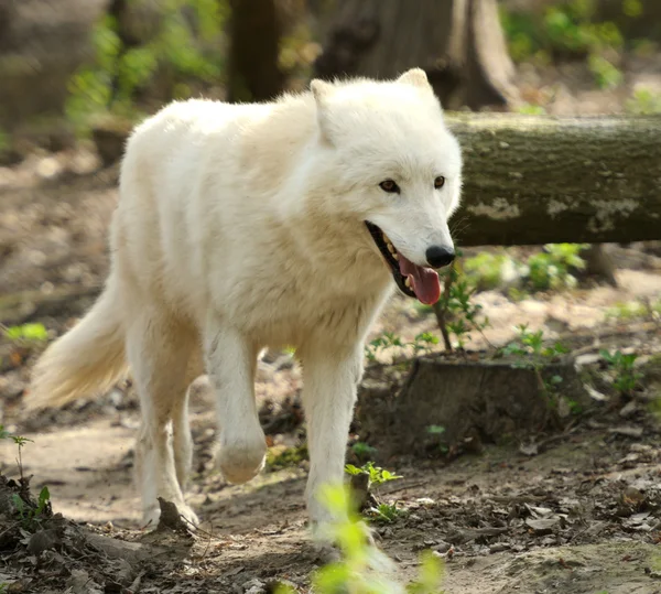 Lupo bianco selvatico — Foto Stock