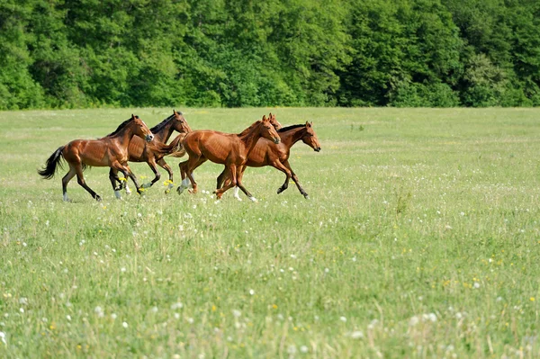 Häst — Stockfoto