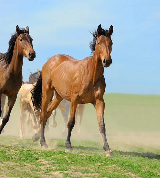 Caballo — Foto de Stock