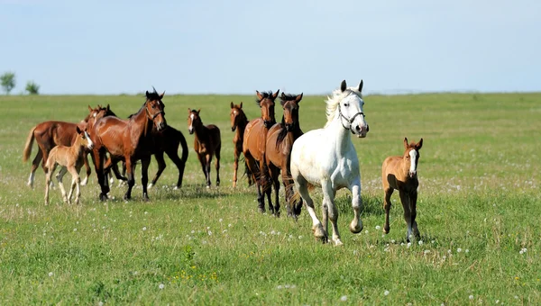 Horse — Stock Photo, Image