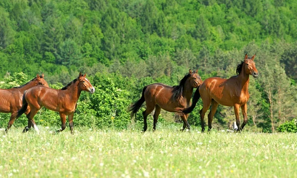 Horse — Stock Photo, Image