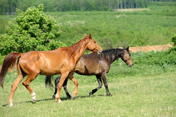 Koń — Zdjęcie stockowe