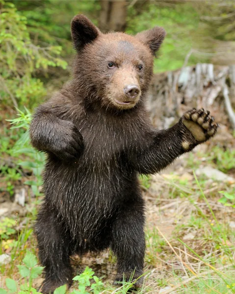 Καφέ αρκούδα cub — Φωτογραφία Αρχείου