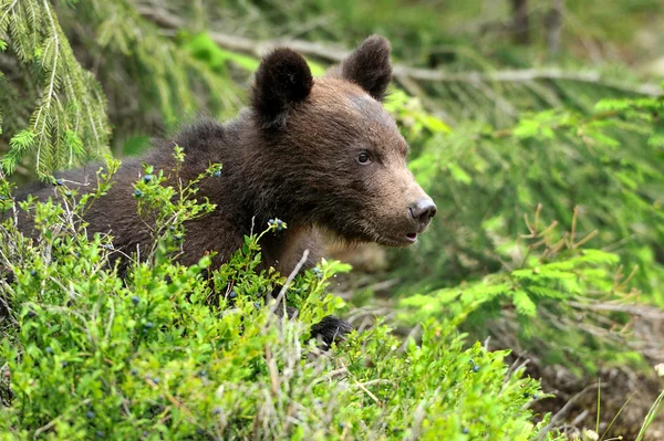 Brown bear cub — Zdjęcie stockowe
