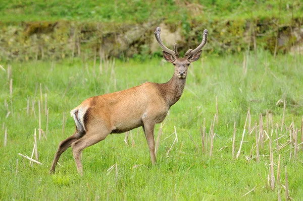 Deer — Stock Photo, Image