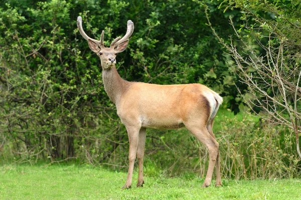 Deer — Stock Photo, Image