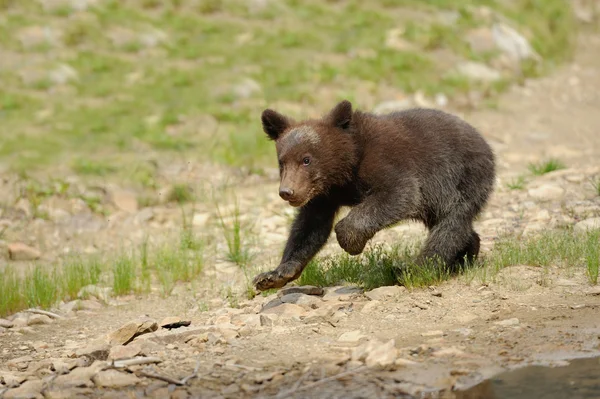 Cachorro oso marrón — Foto de Stock