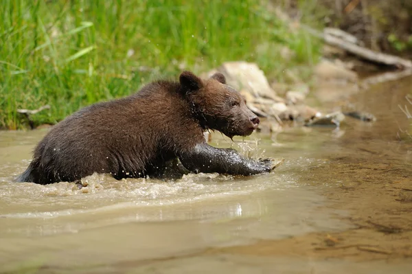 Barna medve cub — Stock Fotó