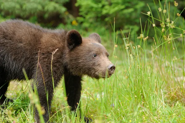 Filhote de urso marrom — Fotografia de Stock