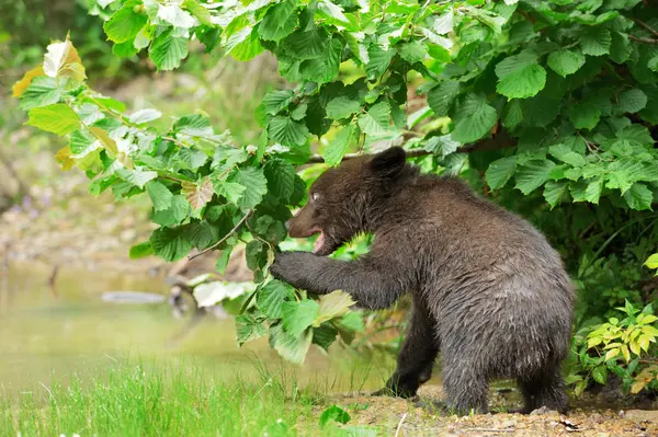 Καφέ αρκούδα cub — Φωτογραφία Αρχείου