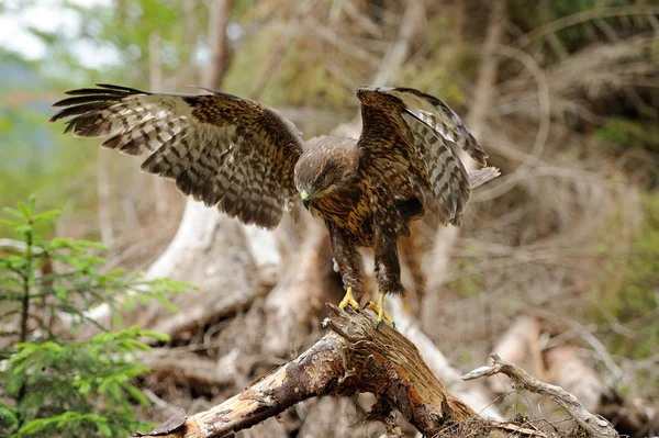 Hawk — Stockfoto