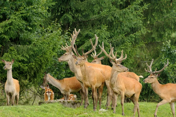 Rådjur — Stockfoto