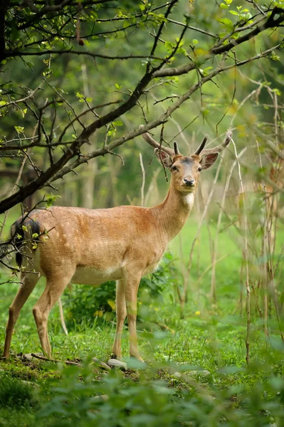 Deer — Stock Photo, Image