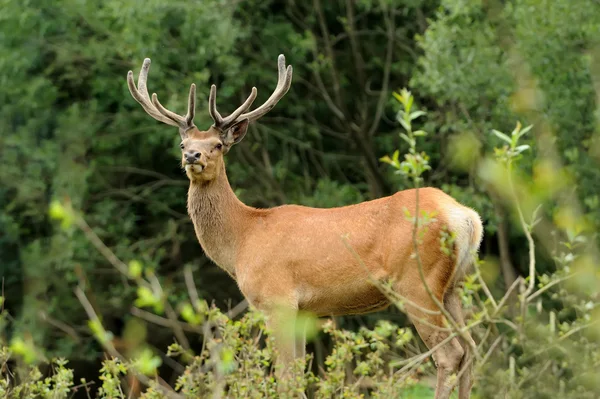 Deer — Stock Photo, Image