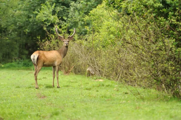 Deer — Stock Photo, Image