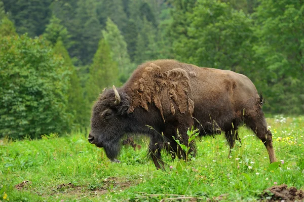 Bisonte — Foto de Stock