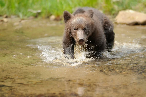 Καφέ αρκούδα cub — Φωτογραφία Αρχείου