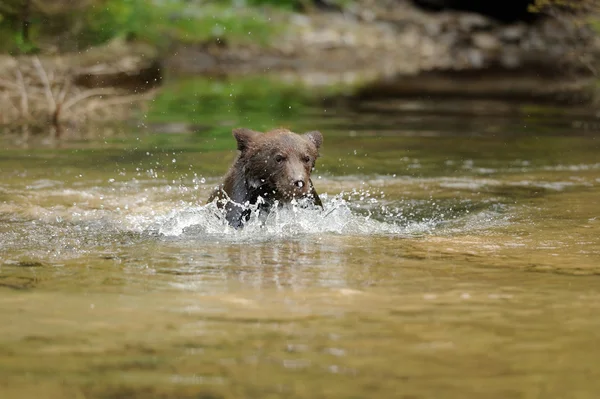 Filhote de urso marrom — Fotografia de Stock