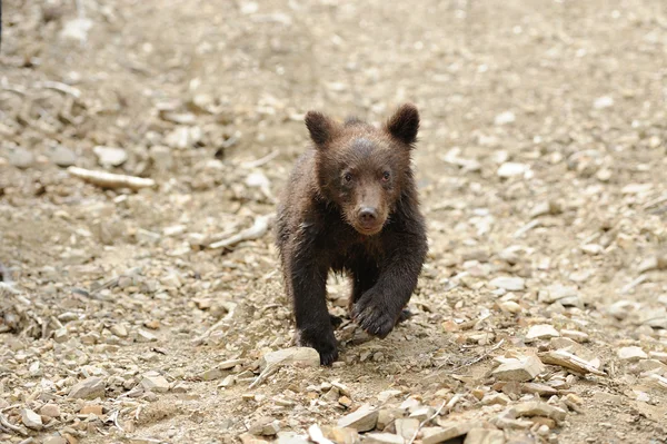 Бурий ведмідь дитинча — стокове фото