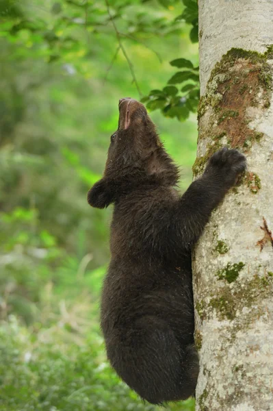 Brown bear cub — Stock Photo, Image