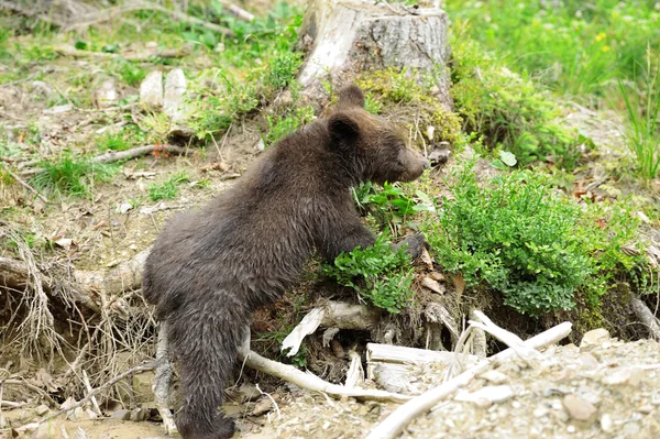 Bruine beer cub — Stockfoto