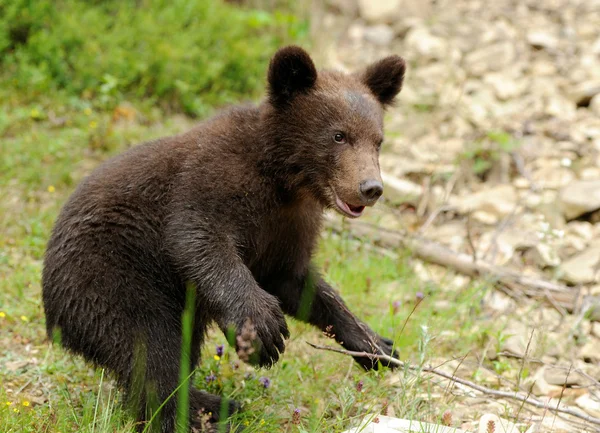 갈색 곰 새끼 — 스톡 사진