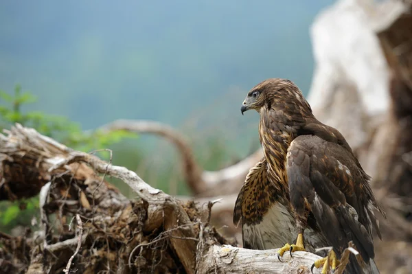 Hawk — Stockfoto