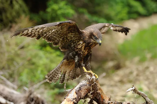 Hawk — Stockfoto