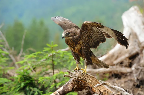 Hawk — Stockfoto